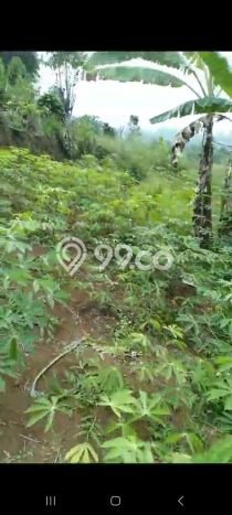 Kavling Tanah Dijual di Cigombong Bogor Spesifikasi 31000m2 Kavling Tanah Dijual di Cigombong Bogor Spesifikasi 31000m2