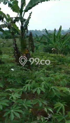 Kavling Tanah Dijual di Cigombong Bogor Spesifikasi 31000m2 Kavling Tanah Dijual di Cigombong Bogor Spesifikasi 31000m2