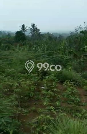 Kavling Tanah Dijual di Cigombong Bogor Spesifikasi 31000m2 Kavling Tanah Dijual di Cigombong Bogor Spesifikasi 31000m2
