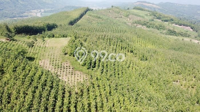 Tanah Strategis Dijual di Warung Kiara Sukabumi 620000m2 Tanah Strategis Dijual di Warung Kiara Sukabumi 620000m2