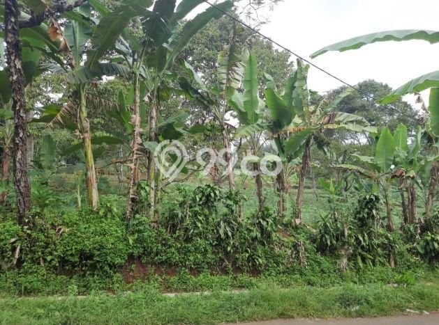 Tanah Area Berkembang di Bantargadung, Luas 1.1e+06m2m², Dekat ke Fasilitas Umum, Akses Bantargadung, Sukabumi, Sukabumi Tanah Area Berkembang di Bantargadung, Luas 1.1e+06m2m², Dekat ke Fasilitas Umum, Akses Bantargadung, Sukabumi, Sukabumi