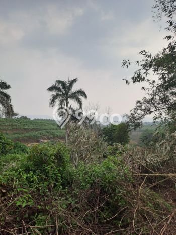 Tanah untuk Dijual Lokasi Ciseeng, Bogor Luas 5000m2 SHM Tanah untuk Dijual Lokasi Ciseeng, Bogor Luas 5000m2 SHM