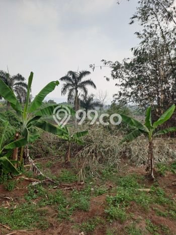 Tanah untuk Dijual Lokasi Ciseeng, Bogor Luas 5000m2 SHM Tanah untuk Dijual Lokasi Ciseeng, Bogor Luas 5000m2 SHM