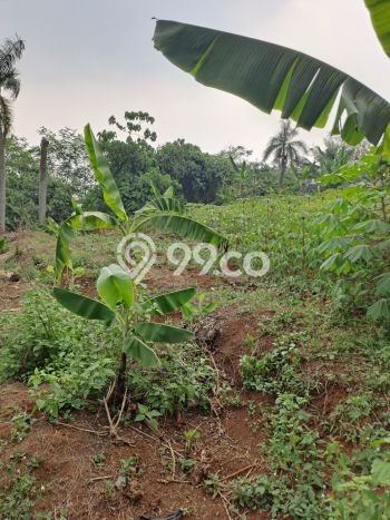 Tanah untuk Dijual Lokasi Ciseeng, Bogor Luas 5000m2 SHM Tanah untuk Dijual Lokasi Ciseeng, Bogor Luas 5000m2 SHM