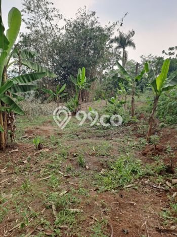 Tanah untuk Dijual Lokasi Ciseeng, Bogor Luas 5000m2 SHM Tanah untuk Dijual Lokasi Ciseeng, Bogor Luas 5000m2 SHM