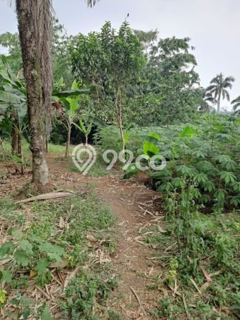 Tanah untuk Dijual Lokasi Ciseeng, Bogor Luas 5000m2 SHM Tanah untuk Dijual Lokasi Ciseeng, Bogor Luas 5000m2 SHM