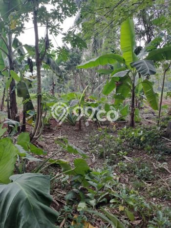 Tanah untuk Dijual Lokasi Ciseeng, Bogor Luas 5000m2 SHM Tanah untuk Dijual Lokasi Ciseeng, Bogor Luas 5000m2 SHM