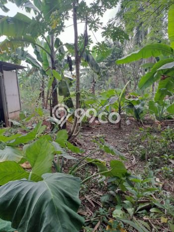 Tanah untuk Dijual Lokasi Ciseeng, Bogor Luas 5000m2 SHM Tanah untuk Dijual Lokasi Ciseeng, Bogor Luas 5000m2 SHM