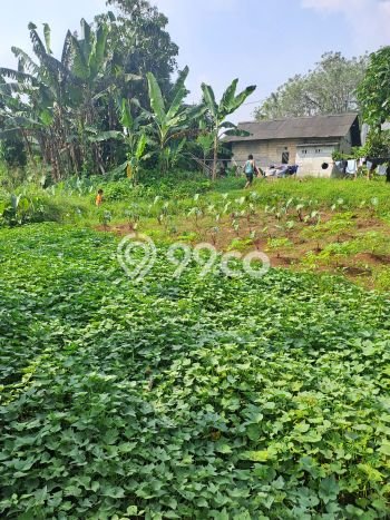 Tanah Dijual Lokasi Ranca Bungur, Bogor dengan Luas Tanah 12000m2 dan Status SHM Tanah Dijual Lokasi Ranca Bungur, Bogor dengan Luas Tanah 12000m2 dan Status SHM