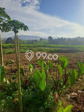 Lahan Investasi Lokasi Ranca Bungur Bogor SHM Lahan Investasi Lokasi Ranca Bungur Bogor SHM
