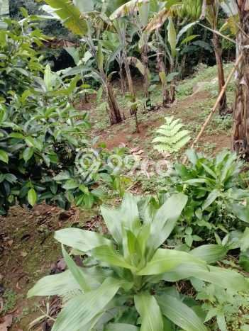 Untuk Dijual Tanah di Sukaraja Bogor Luas 1900m2 SHM Untuk Dijual Tanah di Sukaraja Bogor Luas 1900m2 SHM