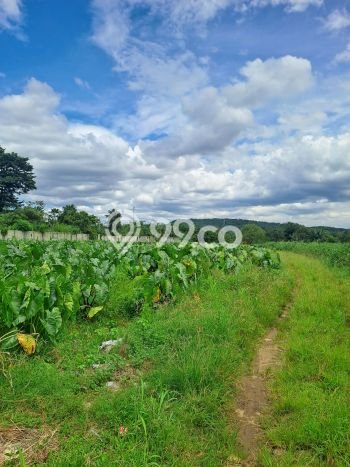 Kavling Tanah Dijual di Ranca Bungur, Bogor, Luas 20000m2 Area Strategis Kavling Tanah Dijual di Ranca Bungur, Bogor, Luas 20000m2 Area Strategis