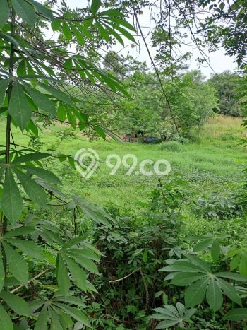 Tanah di Cigudeg, Bogor Luas 46000m2 Dijual Segera Tanah di Cigudeg, Bogor Luas 46000m2 Dijual Segera