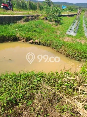 Lahan untuk Dijual Lokasi Kemang, Bogor Luas 120000m2 SHM Lahan untuk Dijual Lokasi Kemang, Bogor Luas 120000m2 SHM