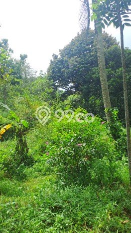 Tanah Kavling untuk Dijual di Kemang Bogor 60000m2 Tanah Kavling untuk Dijual di Kemang Bogor 60000m2