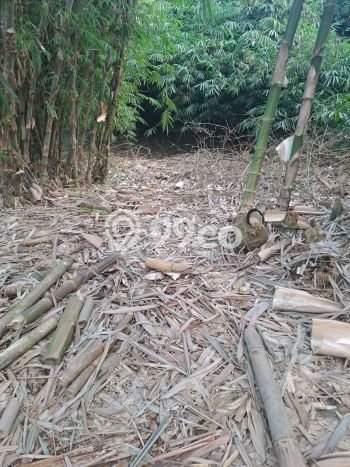 Jarang Ada! Tanah di Rumpin Punya Luas 200000m2 SHM Jarang Ada! Tanah di Rumpin Punya Luas 200000m2 SHM