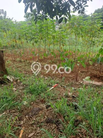 Tanah di Ciseeng, Bogor Luas 640m2 Dijual Segera Tanah di Ciseeng, Bogor Luas 640m2 Dijual Segera
