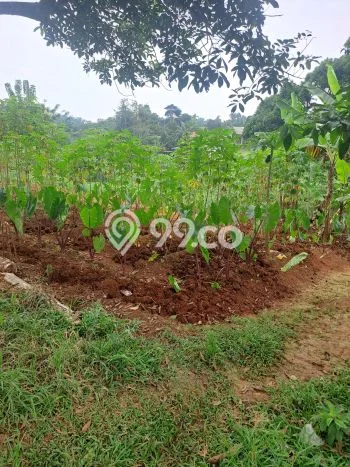 Tanah di Ciseeng, Bogor Luas 640m2 Dijual Segera Tanah di Ciseeng, Bogor Luas 640m2 Dijual Segera