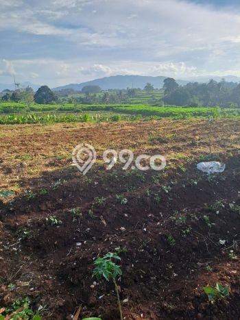 Lahan Investasi Lokasi Ranca Bungur Bogor SHM Lahan Investasi Lokasi Ranca Bungur Bogor SHM