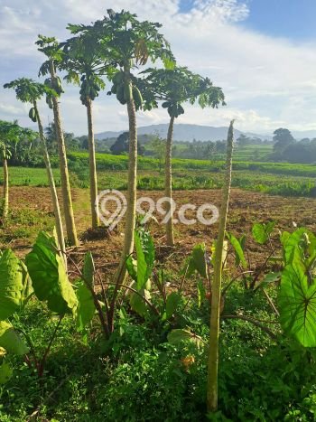 Lahan Investasi Lokasi Ranca Bungur Bogor SHM Lahan Investasi Lokasi Ranca Bungur Bogor SHM