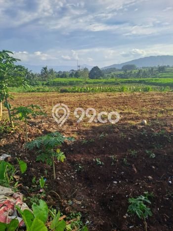 Lahan Investasi Lokasi Ranca Bungur Bogor SHM Lahan Investasi Lokasi Ranca Bungur Bogor SHM