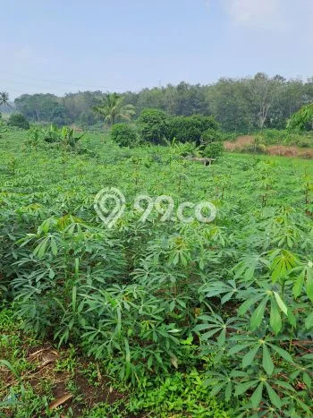 Tanah Kavling untuk Dijual di Rumpin Bogor 6000m2 Tanah Kavling untuk Dijual di Rumpin Bogor 6000m2