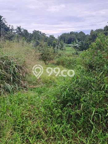 Lahan Kosong Dijual di Bogor dengan Area 8000m2 Lahan Kosong Dijual di Bogor dengan Area 8000m2