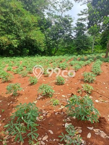 Dijual Tanah di Rumpin Bogor Luas 8000m2 - Dijual Tanah di Rumpin Bogor Luas 8000m2 -