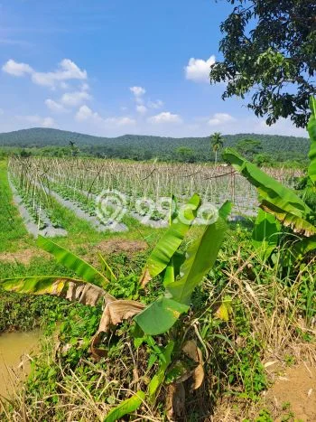 Lahan untuk Dijual Lokasi Kemang, Bogor Luas 120000m2 SHM Lahan untuk Dijual Lokasi Kemang, Bogor Luas 120000m2 SHM