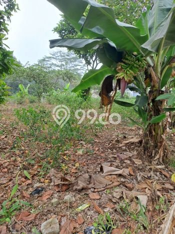 Lahan Investasi Lokasi Caringin Bogor AJB Lahan Investasi Lokasi Caringin Bogor AJB