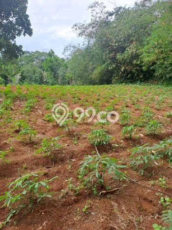 Dijual Tanah di Rumpin Bogor Luas 8000m2 - Dijual Tanah di Rumpin Bogor Luas 8000m2 -