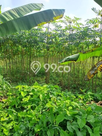 Tanah Dijual Lokasi Ranca Bungur, Bogor dengan Luas Tanah 12000m2 dan Status SHM Tanah Dijual Lokasi Ranca Bungur, Bogor dengan Luas Tanah 12000m2 dan Status SHM