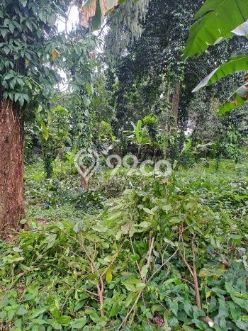 Tanah Kavling untuk Dijual di Kemang Bogor 60000m2 Tanah Kavling untuk Dijual di Kemang Bogor 60000m2