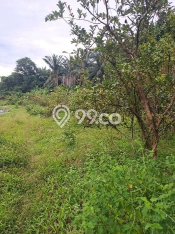 Lahan Kosong Dijual di Bogor dengan Area 8000m2 Lahan Kosong Dijual di Bogor dengan Area 8000m2
