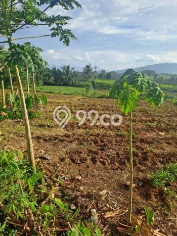 Lahan Investasi Lokasi Ranca Bungur Bogor SHM Lahan Investasi Lokasi Ranca Bungur Bogor SHM