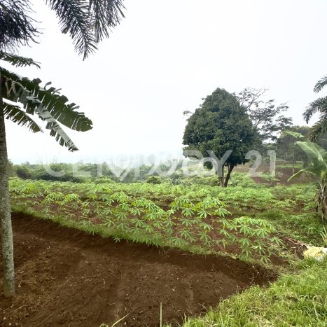 Tanah untuk Dijual Lokasi Pamijahan, Bogor Luas 80000m2 SHM Tanah untuk Dijual Lokasi Pamijahan, Bogor Luas 80000m2 SHM