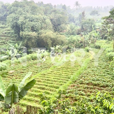 Tanah untuk Dijual Lokasi Pamijahan, Bogor Luas 80000m2 SHM Tanah untuk Dijual Lokasi Pamijahan, Bogor Luas 80000m2 SHM
