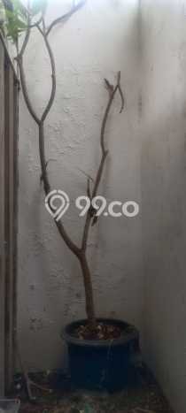 Rumah Nyaman Ungaran Timur, Area Tenang - 3 KT Rumah Nyaman Ungaran Timur, Area Tenang - 3 KT