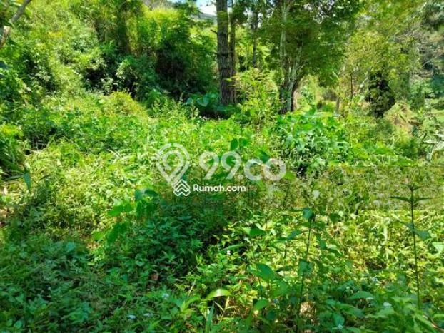 Tanah Investasi Dijual di Pandeglang Punya Luas 10000m2 Tanah Investasi Dijual di Pandeglang Punya Luas 10000m2