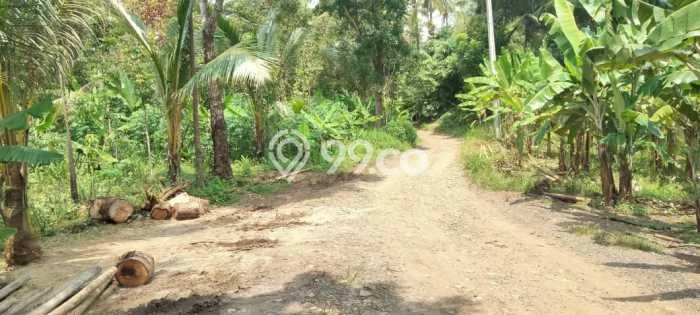 Tanah Investasi Dijual di Pandeglang Punya Luas 10000m2 Tanah Investasi Dijual di Pandeglang Punya Luas 10000m2