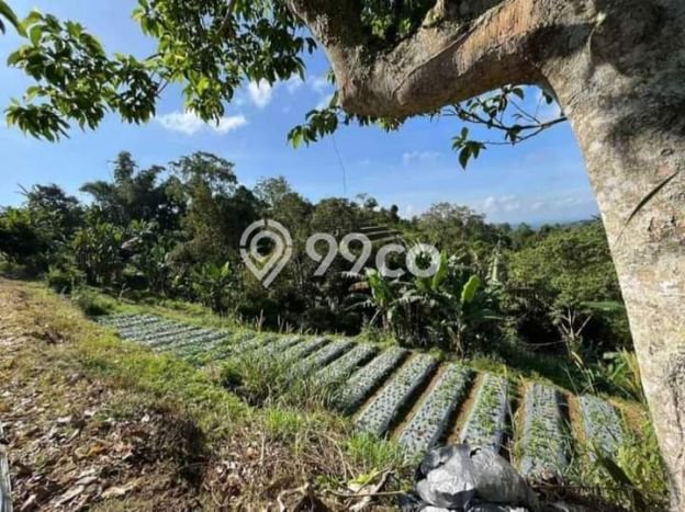 Tanah Kavling Dijual di Tabanan dengan Spesifikasi 15000m2 Tanah Kavling Dijual di Tabanan dengan Spesifikasi 15000m2