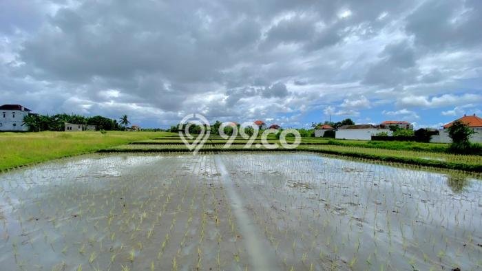 Tanah Dijual di Tabanan Seluas 100m2 Strategis Tanah Dijual di Tabanan Seluas 100m2 Strategis