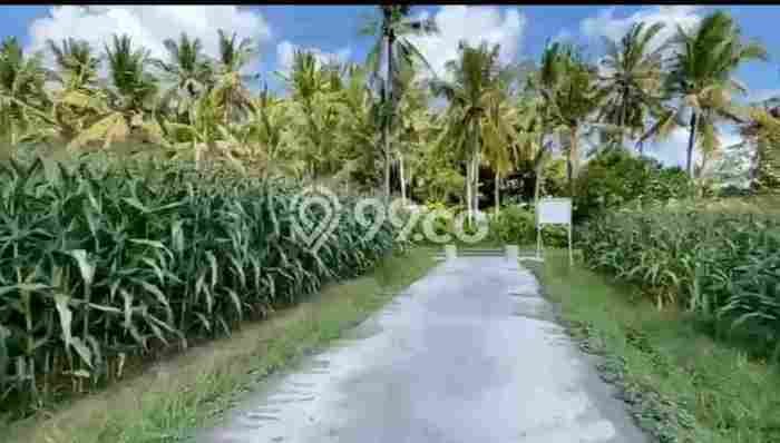 Dijual Tanah Lokasi Beraban, Tabanan Seluas 360m2 Dijual Tanah Lokasi Beraban, Tabanan Seluas 360m2