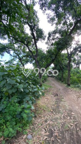 Lahan Kosong Dijual di Pungging, Mojokerto, Luas 26000m2 Area Strategis Lahan Kosong Dijual di Pungging, Mojokerto, Luas 26000m2 Area Strategis