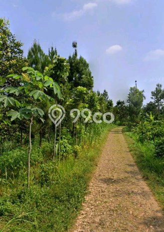 Jarang Ada! Tanah di Wonosalam Punya Luas 19900m2 SHM Jarang Ada! Tanah di Wonosalam Punya Luas 19900m2 SHM