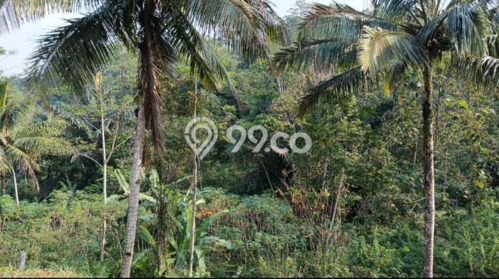 Lahan Dijual Lokasi Panawangan, Ciamis dengan Luas Tanah 16000m2 dan Status - Lahan Dijual Lokasi Panawangan, Ciamis dengan Luas Tanah 16000m2 dan Status -