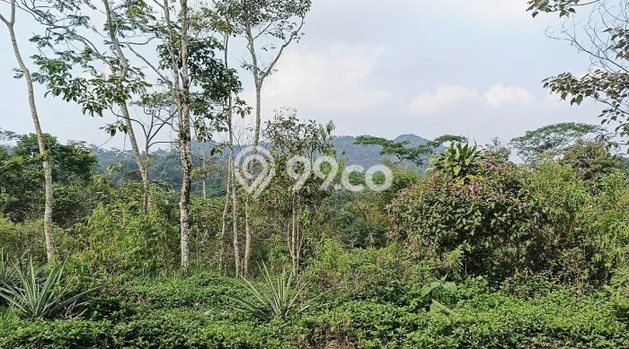 Lahan Dijual Lokasi Panawangan, Ciamis dengan Luas Tanah 16000m2 dan Status - Lahan Dijual Lokasi Panawangan, Ciamis dengan Luas Tanah 16000m2 dan Status -