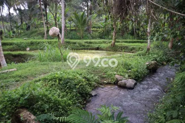 Tanah Dijual Area Strategis di Apuan Tabanan 8700m2 Tanah Dijual Area Strategis di Apuan Tabanan 8700m2