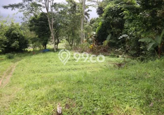 Tanah Dijual Area Strategis di Apuan Tabanan 8700m2 Tanah Dijual Area Strategis di Apuan Tabanan 8700m2