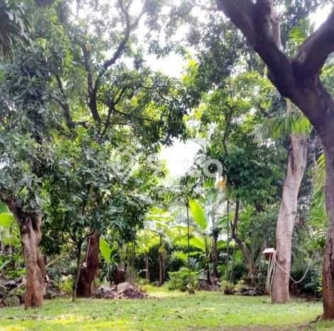 Dijual Rumah Premium dengan Fasilitas Sekitar Komplit di Kebon Jeruk, Jakarta Barat Dijual Rumah Premium dengan Fasilitas Sekitar Komplit di Kebon Jeruk, Jakarta Barat